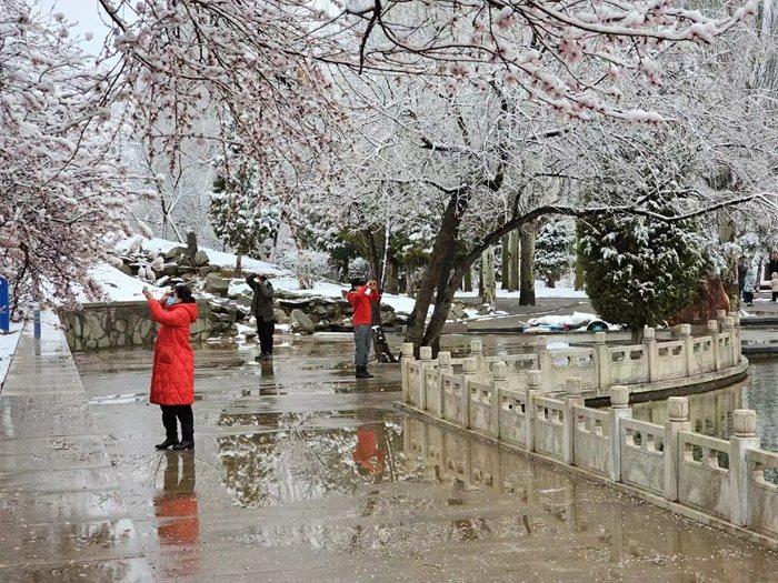 阿拉善迎來4月“桃花雪”