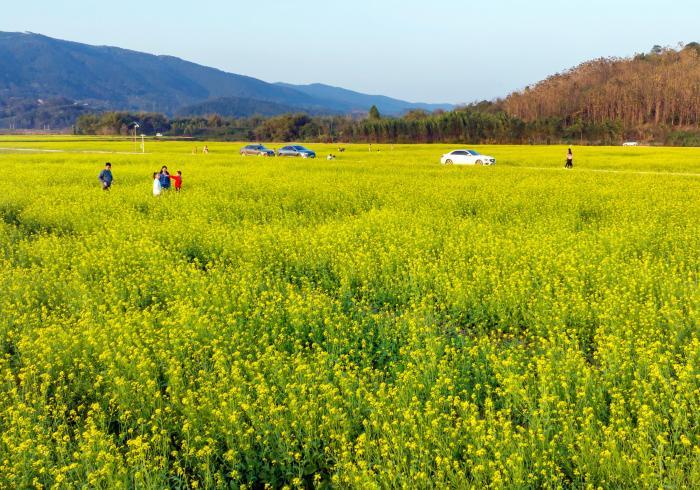 油菜花開(kāi)惹人醉